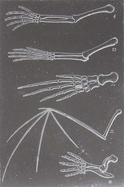 動物の手の骨格