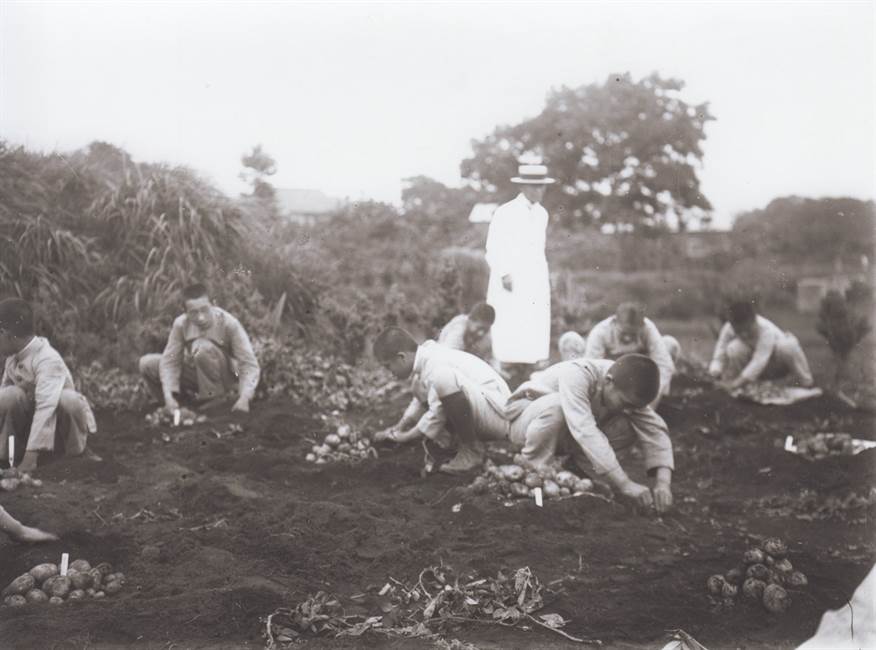 馬鈴薯を掘る生徒