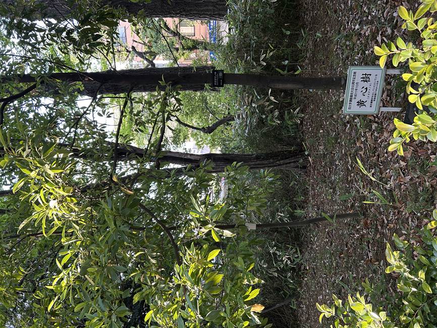 オガタマノキ