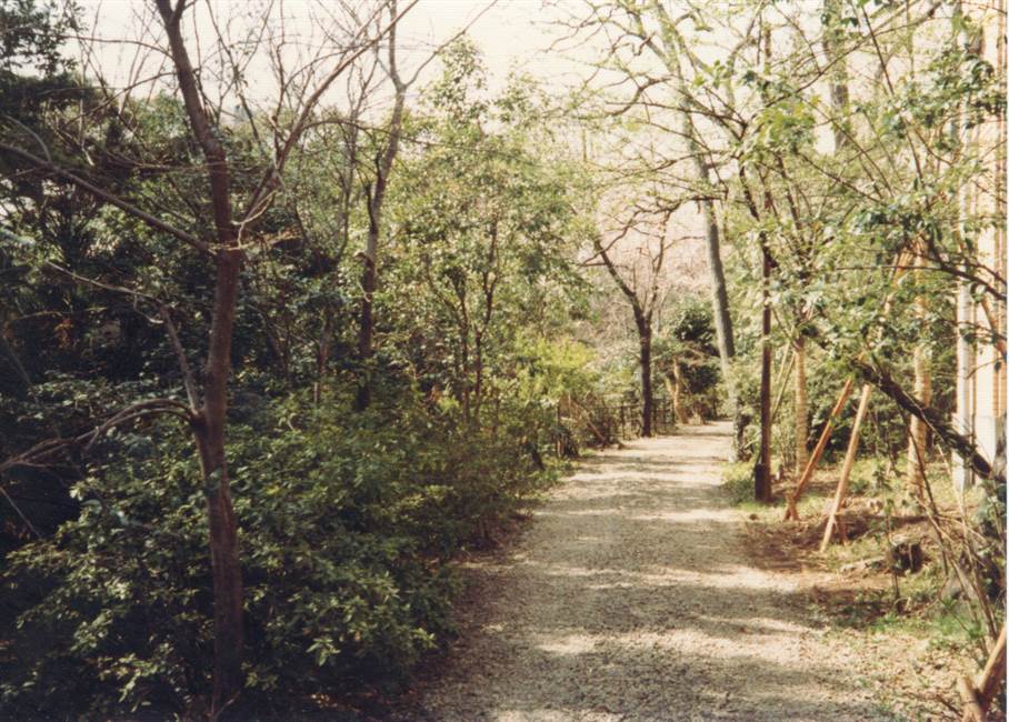 濯川端の散歩道