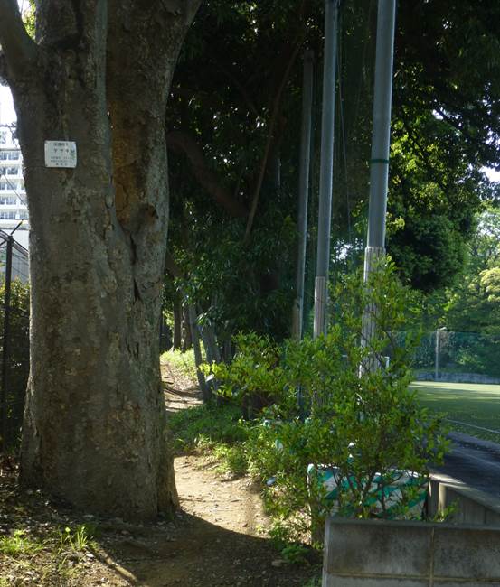 江古田校地南端の林