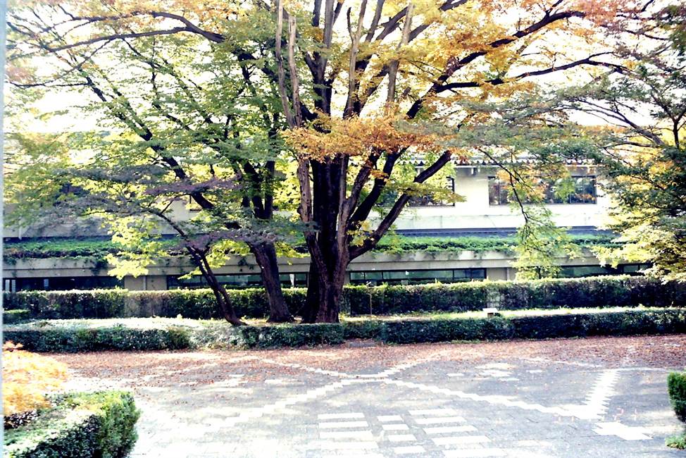 大欅と図書館