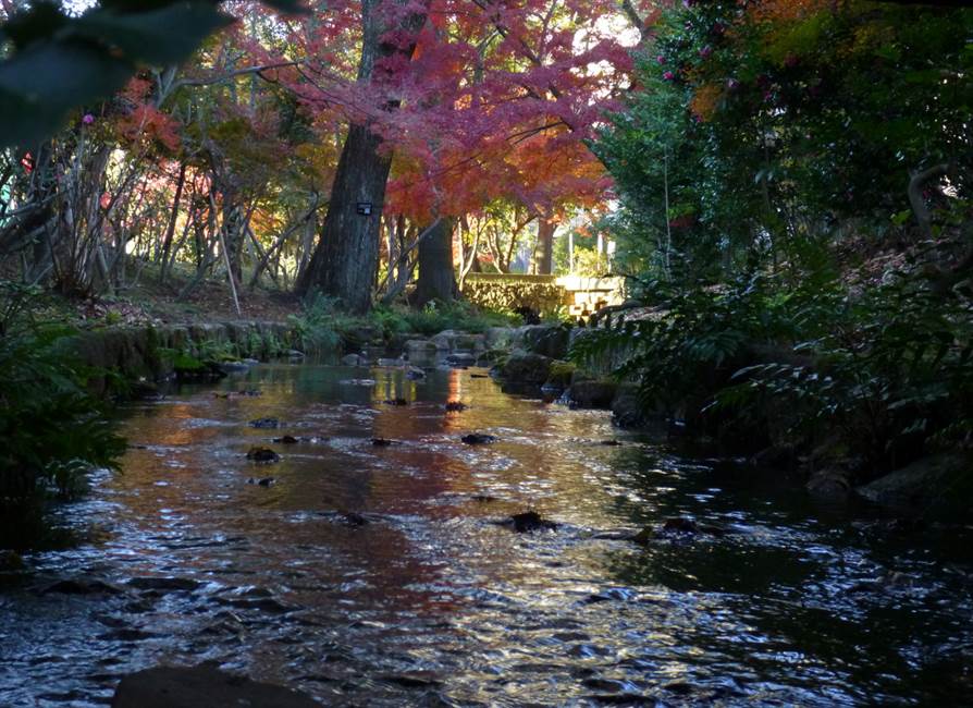 晩秋の濯川