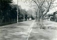 1959年の千川通り