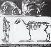 馬の進化