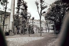 1957年の三号館中庭