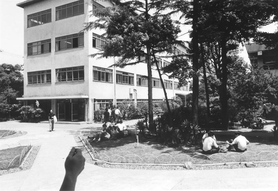 年若いケヤキの下に